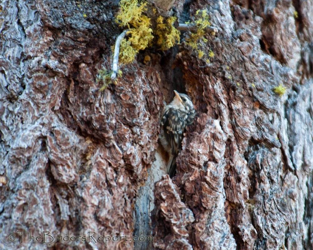 Brown Creeper Nestling by TheBirdersReport.com is licensed under CC BY-NC-SA 2.0.